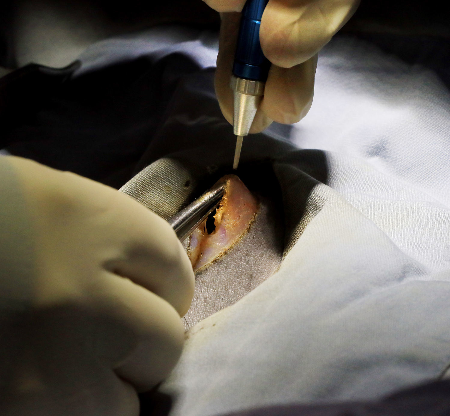 022419-qct-fea-spayday-006